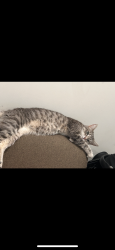 Lost Female Cat last seen Kester and victory, Los Angeles, CA 91411
