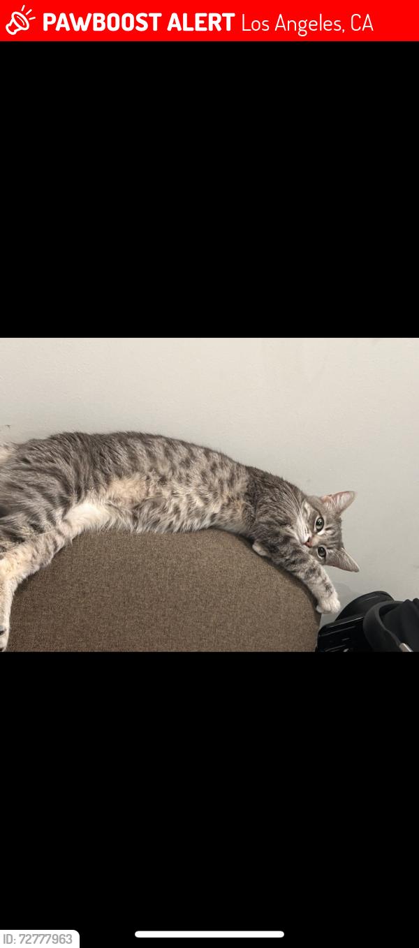 Lost Female Cat last seen Kester and victory, Los Angeles, CA 91411