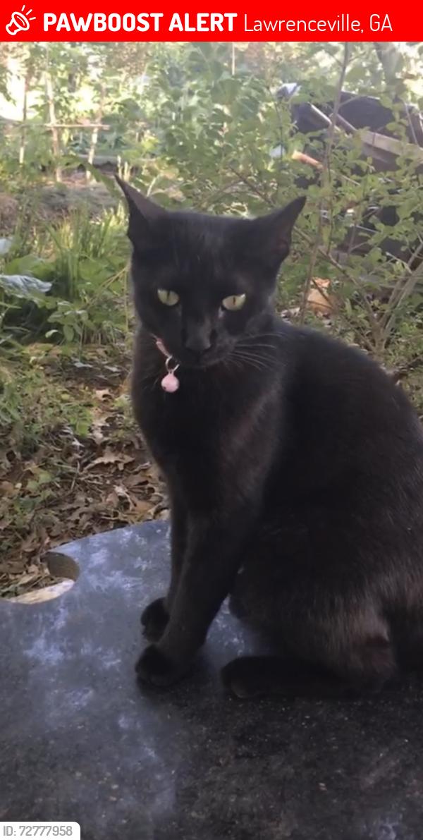 Lost Female Cat last seen Near Leigh Ann court lawrenceville, , Lawrenceville, GA 30046
