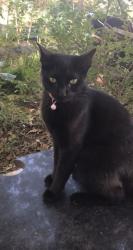 Lost Female Cat last seen Near Leigh Ann court lawrenceville, , Lawrenceville, GA 30046