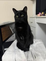 Lost Male Cat last seen Coed Aben , Wrexham Principal Area, Wales LL13