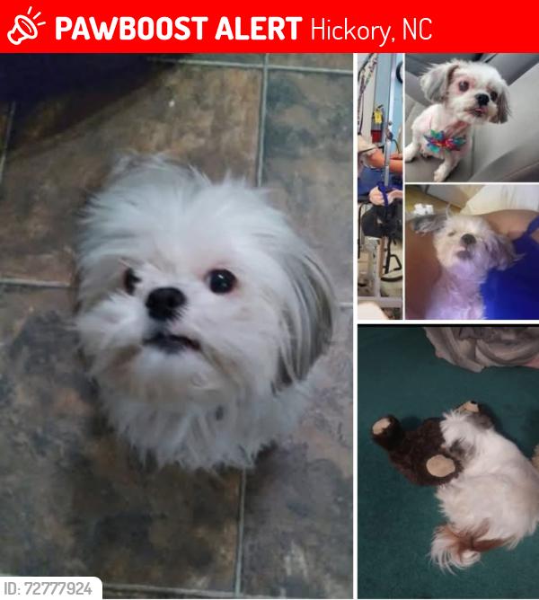 Lost Female Dog last seen Old Shelby rd  Advent area, Hickory, NC 28602