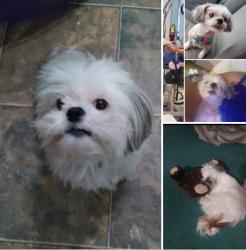 Lost Female Dog last seen Old Shelby rd  Advent area, Hickory, NC 28602