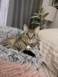 Lost Male Cat last seen Near e Belleview pl , Scottsdale, AZ 85257