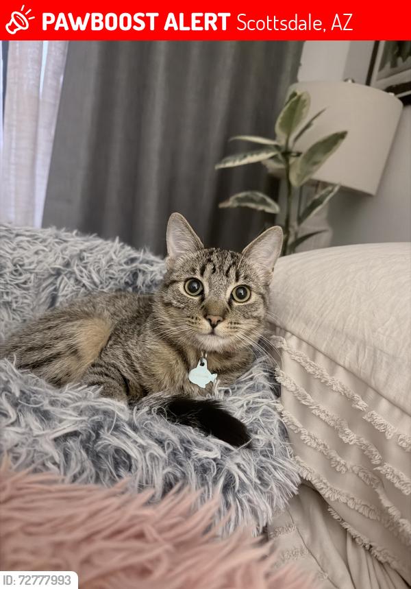 Lost Male Cat last seen Near e Belleview pl , Scottsdale, AZ 85257