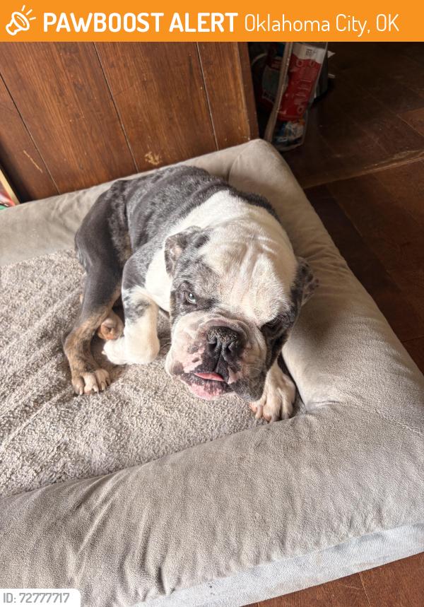 Found/Stray Male Dog last seen sw 70th and walker, Oklahoma City, OK 73139