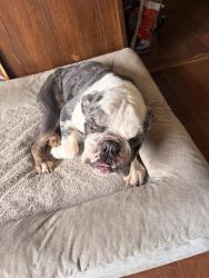 Found/Stray Male Dog last seen sw 70th and walker, Oklahoma City, OK 73139