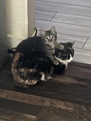 Lost Unknown Cat last seen Tropicana and nellis , Las Vegas, NV 89121