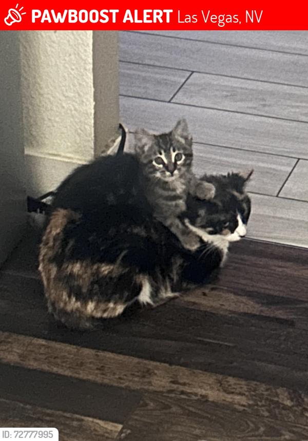Lost Unknown Cat last seen Tropicana and nellis , Las Vegas, NV 89121