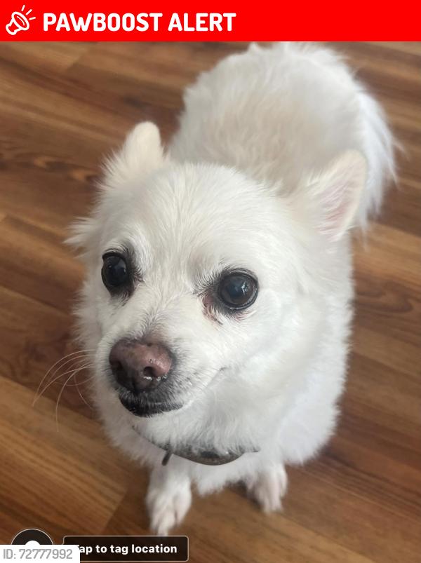 Lost Male Dog last seen Near nd Gulf Blvd. Redington Shores , Redington Shores, FL 33708