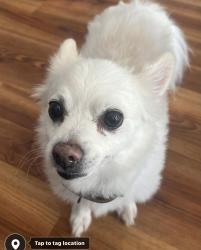 Lost Male Dog last seen Near nd Gulf Blvd. Redington Shores , Redington Shores, FL 33708