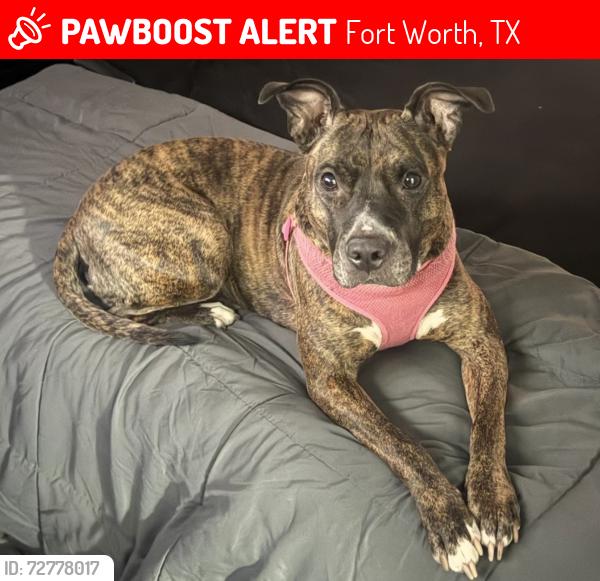 Lost Female Dog last seen Lands End & Aden St., Fort Worth, TX 76116