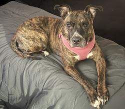 Lost Female Dog last seen Lands End & Aden St., Fort Worth, TX 76116
