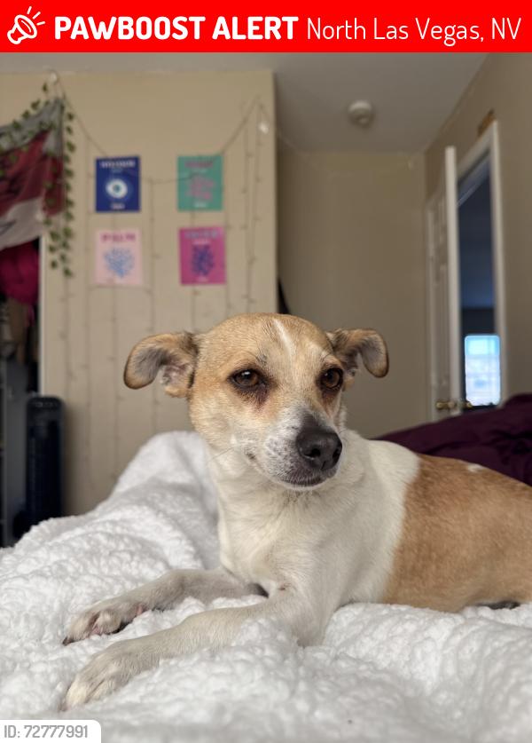 Lost Female Dog last seen Ann and Simmons, North Las Vegas, NV 89031