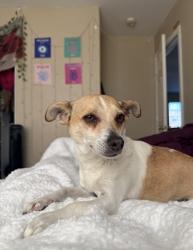 Lost Female Dog last seen Ann and Simmons, North Las Vegas, NV 89031
