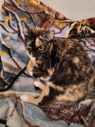 Lost Female Cat last seen Voltaire, Moltere, Angelique, Houston, TX 77065