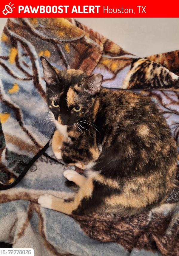 Lost Female Cat last seen Voltaire, Moltere, Angelique, Houston, TX 77065
