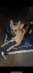 Found/Stray Female Dog last seen Vaness & Camile by Santa Ana High School, Santa Ana, CA 92701