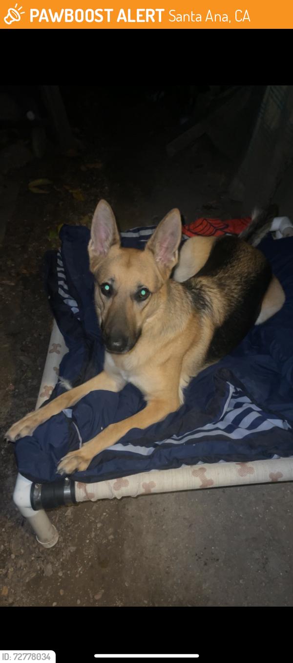 Found/Stray Female Dog last seen Vaness & Camile by Santa Ana High School, Santa Ana, CA 92701