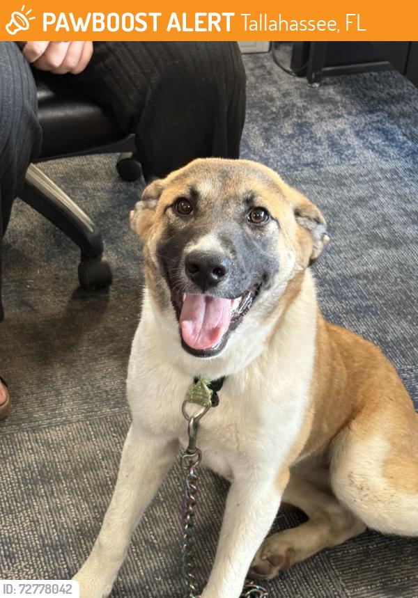 Found/Stray Female Dog last seen Near n monroe st, Tallahassee, FL 32303