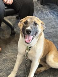 Found/Stray Female Dog last seen Near n monroe st, Tallahassee, FL 32303