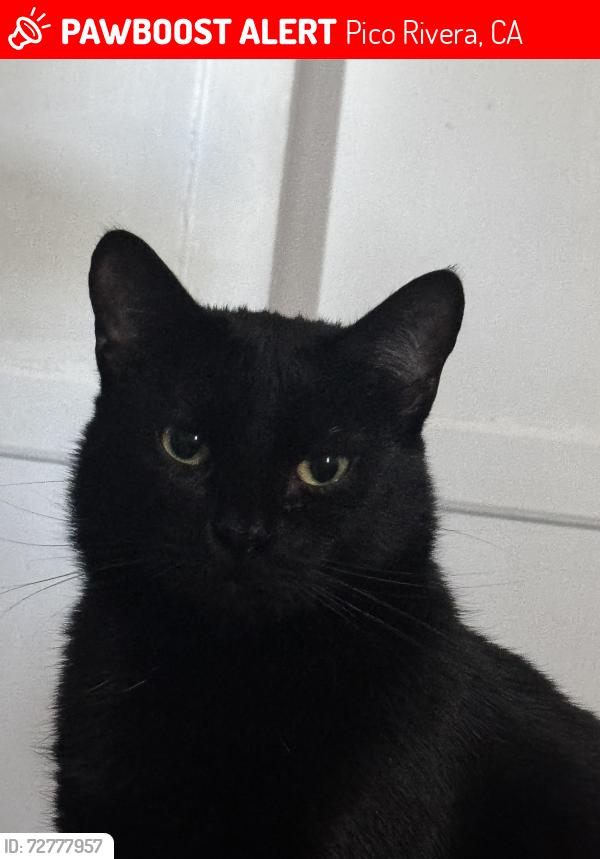 Lost Male Cat last seen Terradell, Dalewood, Pico Rivera, CA 90660