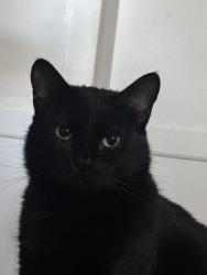 Lost Male Cat last seen Terradell, Dalewood, Pico Rivera, CA 90660
