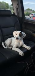 Found/Stray Female Dog last seen Rodeo2, Nashville, TN 37115
