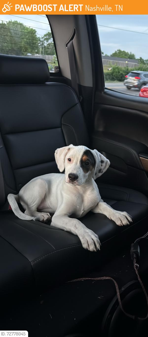 Found/Stray Female Dog last seen Rodeo2, Nashville, TN 37115