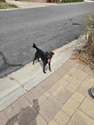 Found/Stray Male Dog last seen Daventry, Lemon Grove, CA 91945