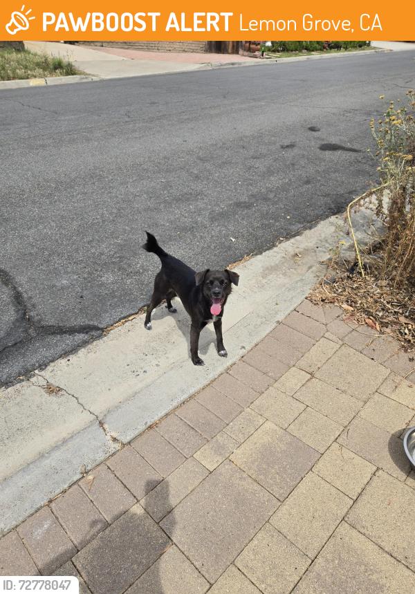 Found/Stray Male Dog last seen Daventry, Lemon Grove, CA 91945