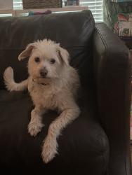Lost Male Dog last seen Willowbend neighborhood, Stillbrooke and Briarbend near Willowilde , Houston, TX 77035