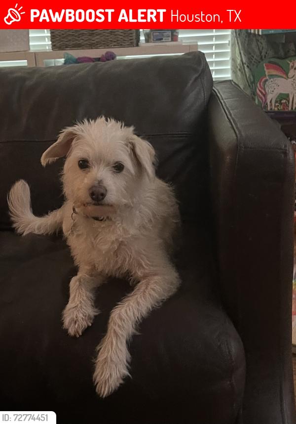 Lost Male Dog last seen Willowbend neighborhood, Stillbrooke and Briarbend near Willowilde , Houston, TX 77035