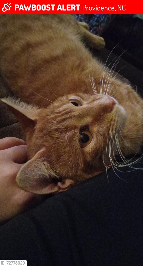 Lost Male Cat last seen Near foster road near the trailer park and church , Providence, NC 27315