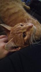 Lost Male Cat last seen Near foster road near the trailer park and church , Providence, NC 27315