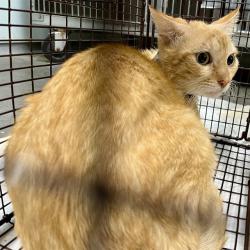 Shelter Stray Male Cat last seen W WARD AVE, EUSTIS, Deer Island, FL 32778