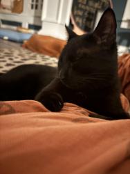 Lost Male Cat last seen DIP, Mobile, AL 36606