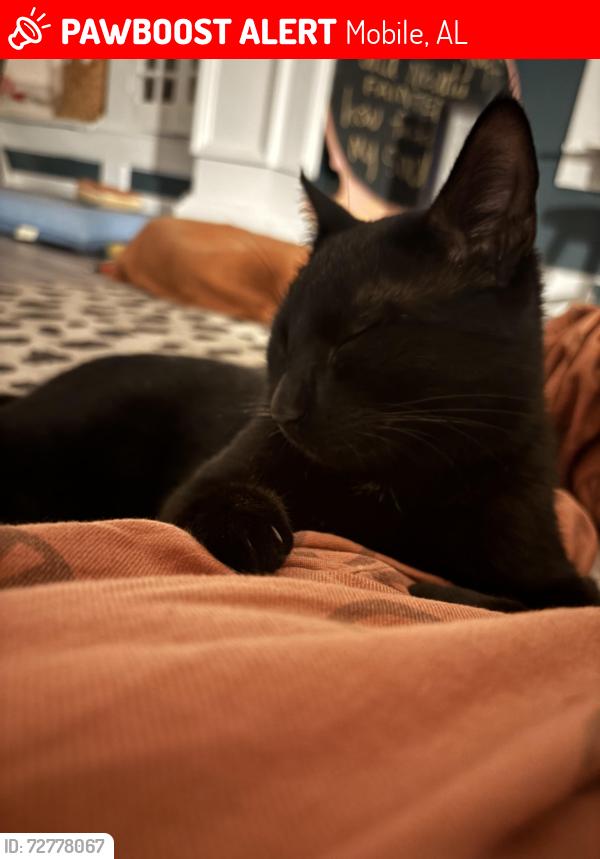 Lost Male Cat last seen DIP, Mobile, AL 36606