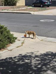 Found/Stray Male Dog last seen Arizona and Southern , Albuquerque, NM 87110