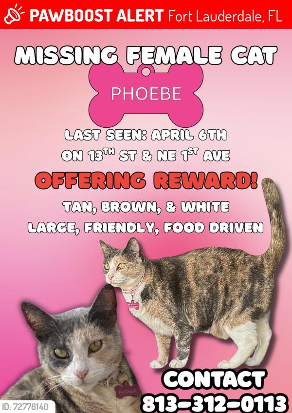 Lost Female Cat last seen 13th St & NE 1st Ave, Fort Lauderdale, FL 33304