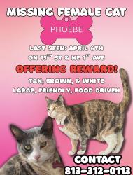 Lost Female Cat last seen 13th St & NE 1st Ave, Fort Lauderdale, FL 33304