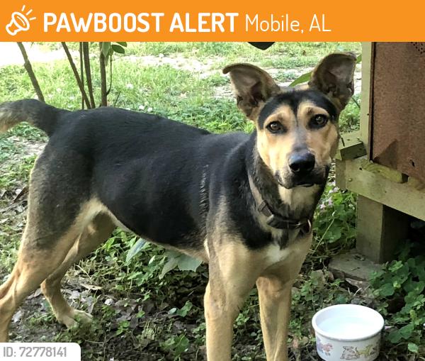 Found/Stray Male Dog last seen Rothfield and Navco, Mobile, AL 36606