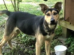 Found/Stray Male Dog last seen Rothfield and Navco, Mobile, AL 36606