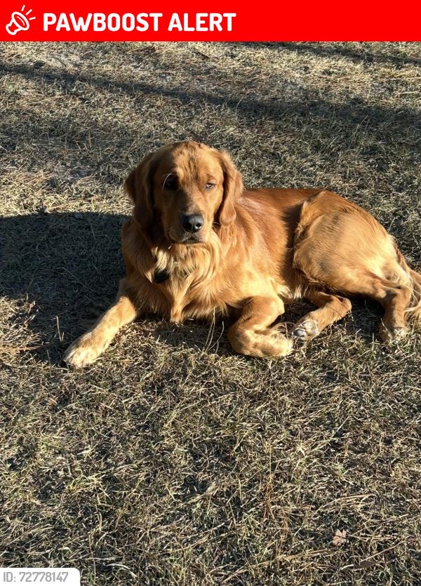 Lost Male Dog last seen Nevils Groveland rd, pembroke ga, Pembroke, GA 31321
