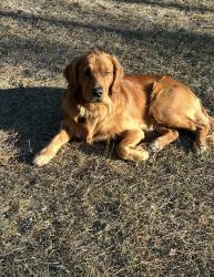 Lost Male Dog last seen Nevils Groveland rd, pembroke ga, Pembroke, GA 31321