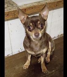 Found/Stray Male Dog last seen Lancing & moline, Aurora, CO 80010