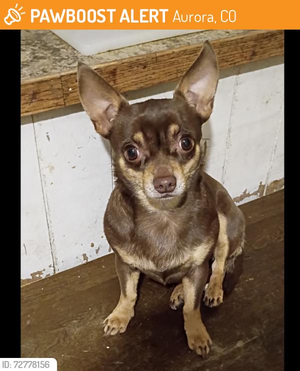 Found/Stray Male Dog last seen Lancing & moline, Aurora, CO 80010