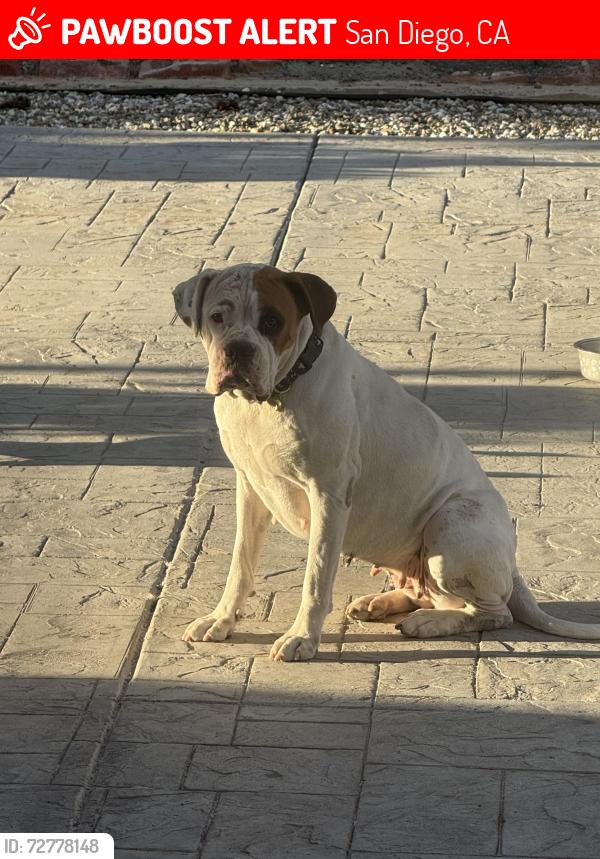 Lost Female Dog last seen Sienna St , San Diego, CA 92106