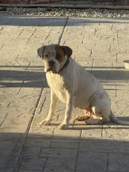 Lost Female Dog last seen Sienna St , San Diego, CA 92106