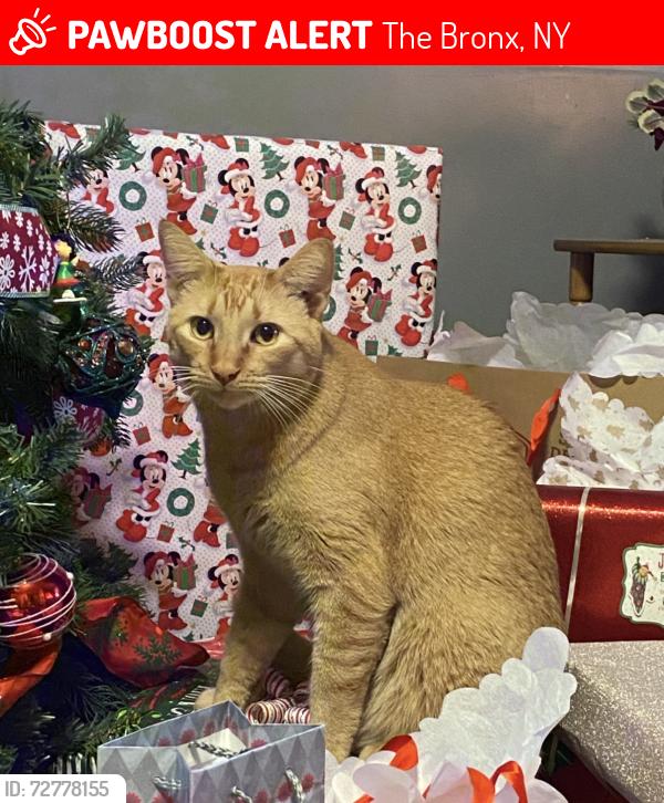 Lost Male Cat last seen Throgs neck expressway , The Bronx, NY 10465